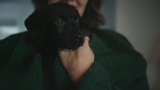 Coal the holiday surprise  Chewy Commercial [upl. by Jones]