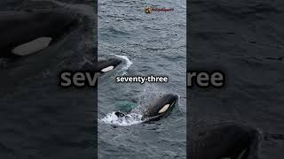 Top 4 Endangered Whale Species animalcontent Whales [upl. by Ardussi157]