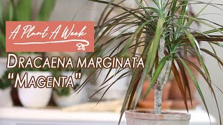 Dracaena marginata quotMagentaquot Care  A Plant A Week [upl. by Benedikta]