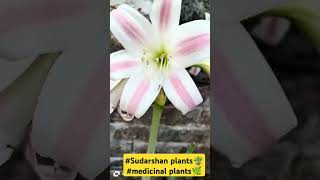 sudarshan plant medicinal plant beautifulflower homegardening 🪴🍀🌿 [upl. by Annoyed]