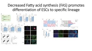 Decreased Fatty acid synthesis FAS enhances Embryonic Stem Cells ESCs differentiation Code 607 [upl. by Ueih]