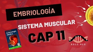 CAP 11SISTEMA MUSCULAREMBRIOLOGIA MÉDICA DE LAGMANRESUMENPODCAST [upl. by Nuahsyd661]