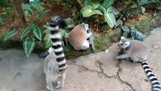 ring tailed lemur at singapore zoo [upl. by Fridlund]