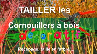 Cornouillers à bois coloré  quand pourquoi et comment tailler  Recépage taille en arbre [upl. by Norina]