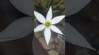 Rain lily ytshorts gardening gardenflowers Zephyranthes beautiful blooms amazingflowers viral [upl. by Leohcin]