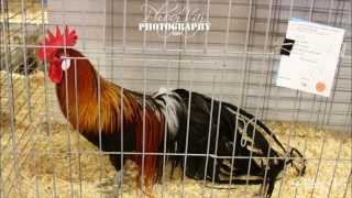 Standard Black Breasted Red Phoenix  Poultry Show [upl. by Anwadal129]