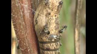 Pteromalidae  Pteromalus puparum infectant une chrysalide de Papilio machaon [upl. by Alleroif571]