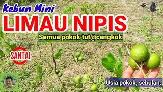 LIMAU NIPIS  KEBUN MINI [upl. by Lin]