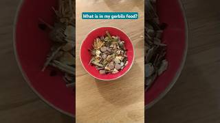 What is in my gerbils food gerbil cute [upl. by Antone]