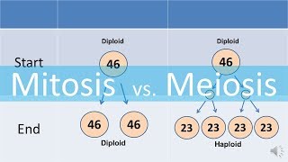 Mitosis vs Meiosis updated [upl. by Mairb]