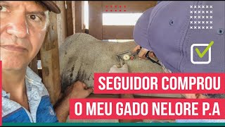 Descubra como é feito o exame de tuberculose e brucelose nos bovinos [upl. by Marthe]