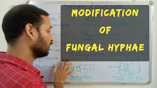 Hyphae  Modification of Hyphae [upl. by Nordna566]