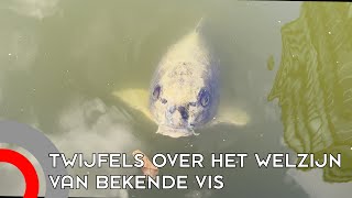 Serieuze twijfels over het welzijn van bekende koikarper Egbert in TUevijver [upl. by Yelik]