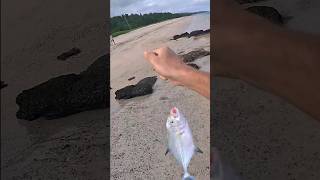 Festival de carangues fish poisson reunion974 peche fishinglife ocean sea fishing [upl. by Thurlow]