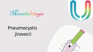 Urgences  MicrobioLOLogie  Pneumocystis jirovecii 🦠🧫 [upl. by Wennerholn]