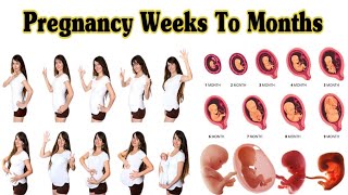 Pregnancy Weeks To Months  1 To 9 Weeks Fetal Developments [upl. by Flieger656]