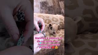 Pielęgnacja pazurków to pestka 🥰 Etruria Polonia FCI ❤️ WWWETRURIAPL ❤️ chihuahua puppy dog [upl. by Eitsim]