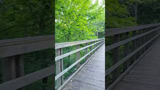 Nice nature on wood bridge on trail London Ontario Canada [upl. by Wynn555]