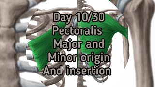 Day 1030 pectoralis major and minor origin and insertion [upl. by Otanod]