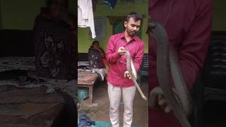 snake team Pali 9981952730 snake shortvideo viralvideo [upl. by Naoj141]