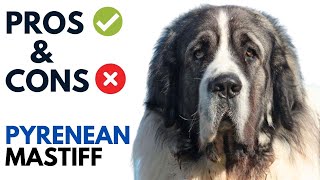 Pyrenean Mastiff Pros and Cons  Mastín del Pirineo Dog Advantages and Disadvantages [upl. by Zulema]