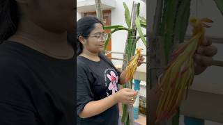 Care of dragon flowerফুল আসার পর কি যত্ন নিবো shorts garden ytshorts plants dragon youtube [upl. by Gawen]