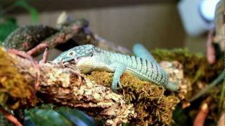 Abronia graminea feeding HD [upl. by Atteniuq]