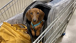 Mini dachshund goes to IKEA [upl. by Codding]