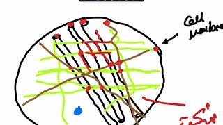 Cytoskeleton pt 1 [upl. by Edva]