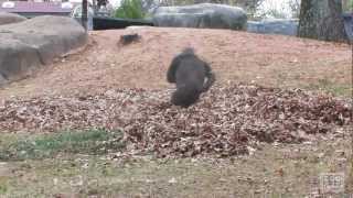 Gorillas playing in leaves [upl. by Lyall]