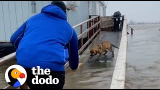 Football Players Rescue Mom And Puppies Left Behind During A Storm  The Dodo [upl. by Narej]