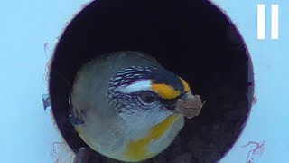 Striated Pardalote [upl. by Arraek]