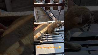 Orange cat glitching 🐈 cat youtubeshorts orangecat [upl. by Lundin788]