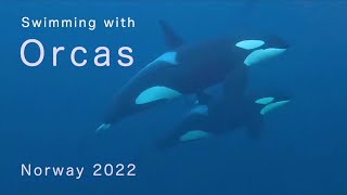 Swimming with Orcas amp Humpbacks Norway 2022 [upl. by Redwine977]