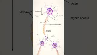 Neurons structure  Nervous  Cell structure  science fact structure cell neurons innervation [upl. by Mady]