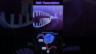 RNA Synthesis  DNA Transcription Role of RNA Polymerase [upl. by Pippas]