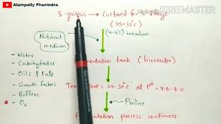 Production of streptomycin by fermentation  Procedure involved  Bio science [upl. by Ianteen832]