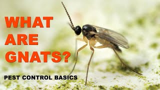 Pest Control Basics What Are Gnats [upl. by Matt397]