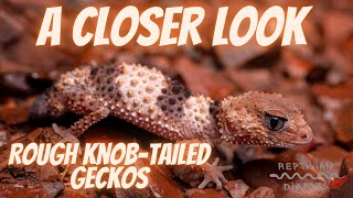 The rough knobtailed gecko Both species Nephrurus cinctus and Nephurus wheeleri [upl. by Anderegg]