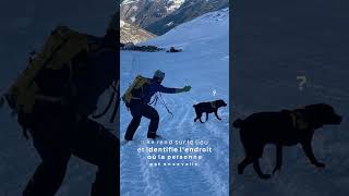 Rocky  Chien davalanche à SaasFee [upl. by Burg]