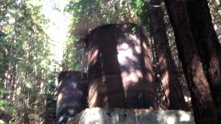 Easy hike in Limekiln State Park Big Sur California [upl. by Annahc551]