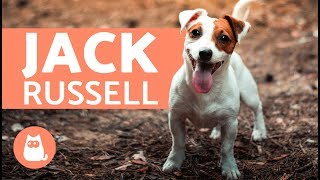 All About the Jack Russell Terrier [upl. by Llecrad889]