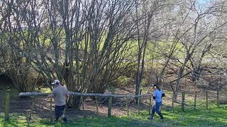 Everything I Know About Coppicing Hazelnut Trees I Learned From YouTube  Conclusion [upl. by Ahsilahk]