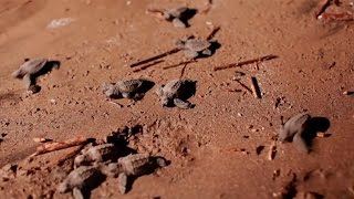 Loggerhead Turtles Return to the Sea ～ Sonys Biodiversity Conservation Full HD [upl. by Melicent214]