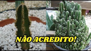 7 ESPÉCIES DE CACTOS QUE FICAM GRANDES E VOCÊ NÃO SABIA [upl. by Sudoeht]