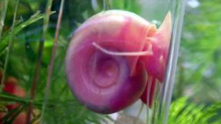 The breeding tank of Red Ramshorn snail exwmv [upl. by Nedra]