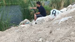 Common carp  Wetlands Las Vegas [upl. by Cuhp606]