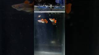 Cute Red Rosetail Guppy Fish guppy guppyfish guppybreeder guppybreeding [upl. by Nnylyt]