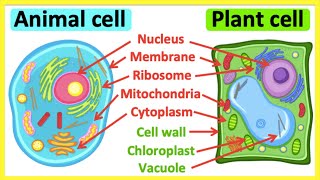 Animal cells vs plant cells  Whats the difference  Anatomy amp function [upl. by Ettigdirb]