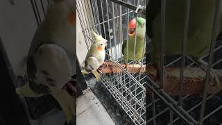 🤣🤣🤣 birds cockatiel cockatielsinging birds cockatielsing cockatielsound parrot pets cute [upl. by Yleve]